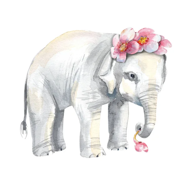 Baby Elephant Cherry Blossom White Background Hand Painted Isolated Stock — 스톡 사진