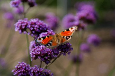 Bir tavus kuşu kelebek mor çiçekler