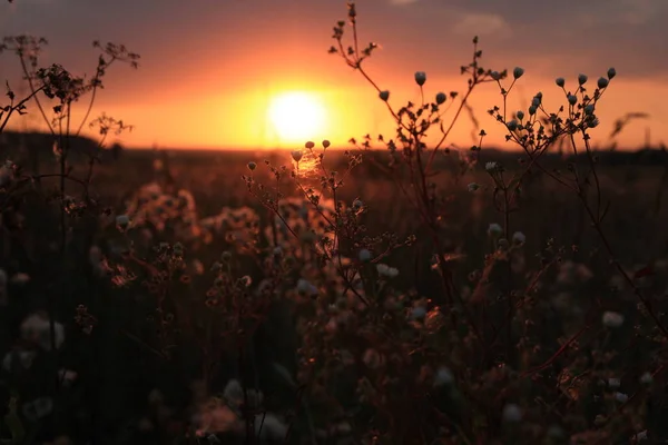 Wild Flowers Field Sunset — Stock Photo, Image