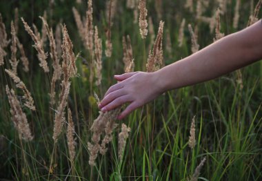 Panicles alan bitkilerin yardım