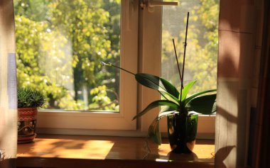 Bir pencere pervazına perdeli ve iki houseplants içeren bir pencere