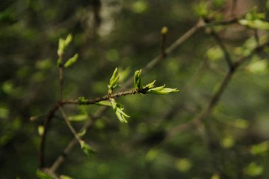 Dal yeşil çiçek yaprakları