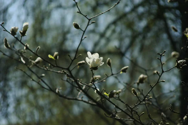 Una Flor Blanca Brotes Una Rama — Foto de Stock