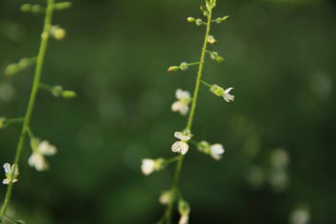 Kök üzerinde küçük beyaz çiçekler