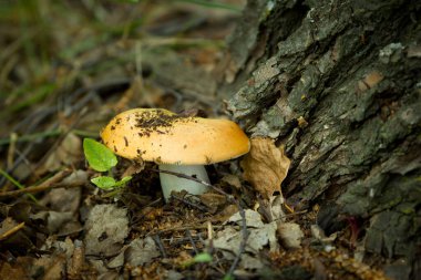 Yeşil çimenlikte yenilebilir mantar