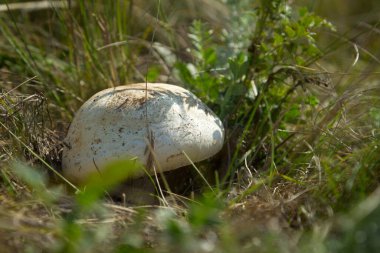 Yeşil çimenlikte yenilebilir mantar