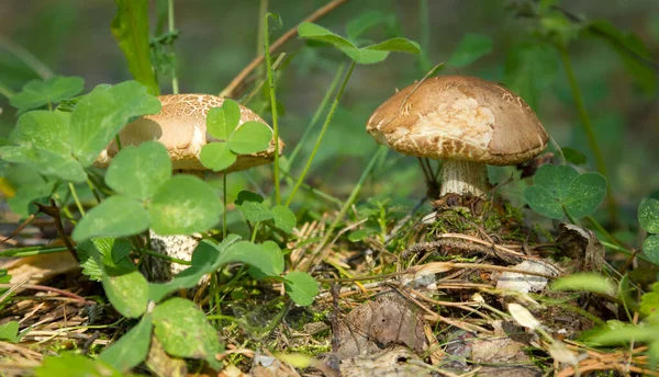 edible mushroom in green grass