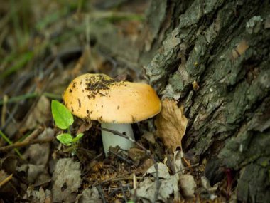 Yeşil çimenlikte yenilebilir mantar