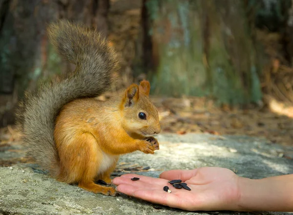 Bir adam ormanda bir sincabı besler.