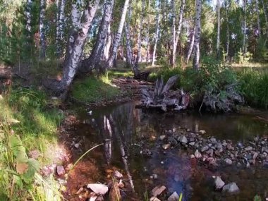Kayaların arasında güzel bir orman deresi akıyor.