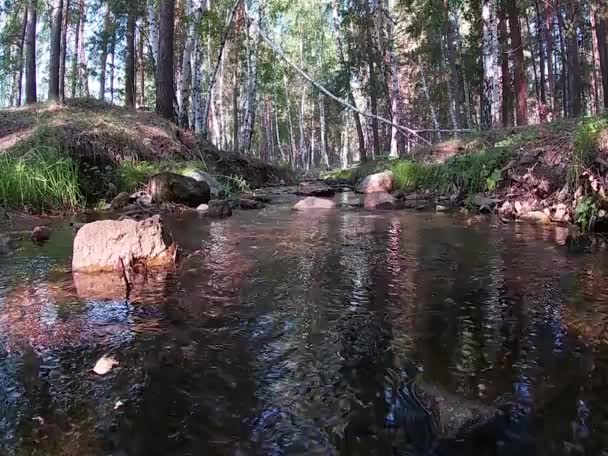 Красивий Лісовий Потік Тече Між Скелями — стокове відео