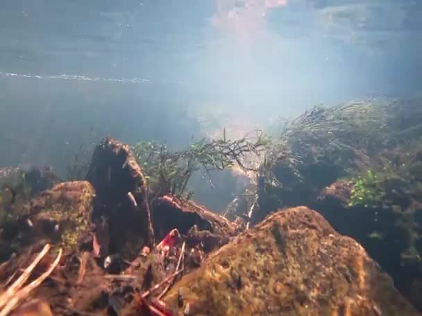 Подводные Растения Скалы Горной Реки — стоковое видео