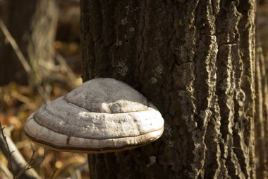 Sonbahar ormanındaki ağaçta zehirli bir mantar yetişiyor.