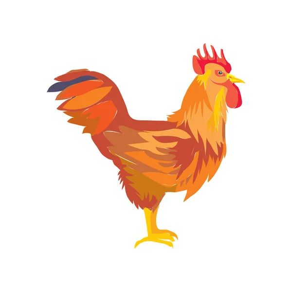 Cock Vector Illustration Domestic Birds Flat Drawing — Stock Vector