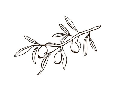 Yalıtılmış zeytin dalları ve böğürtlenler. İtalya sembolünün siyah beyaz çizimi. Arka plan, doku, desen ambalajı, çerçeve ya da çerçeve için. Vektör satırı sanatı.
