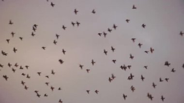 Flock of Starlings at Dusk