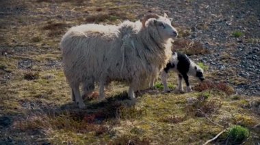 İzlanda Koyun ve Kuzu