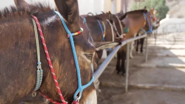 Close up tiro de um burro . — Vídeo de Stock