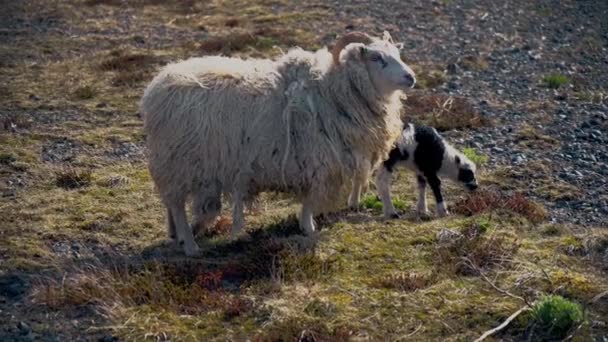 Ovejas y corderos islandeses — Vídeo de stock