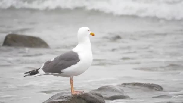 Seagull stojący na Rocky Shoreline — Wideo stockowe