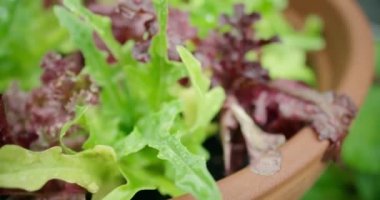 Bir bahçede damlacık kaplı marul yaprakları ile taşıma