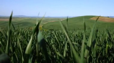 Yeşil Tepeler Üzerinde Rising