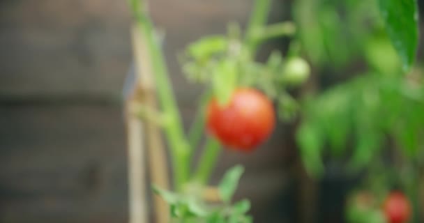 Slow motion shot tracking into a tomato on a vine — Stock Video