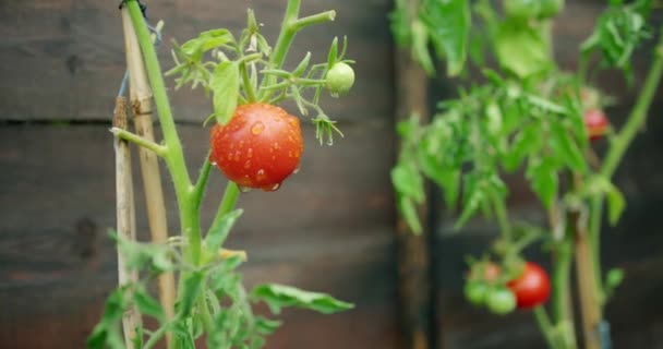 Tracking in towards and past a fresh tomato growing on a vine — Stock Video