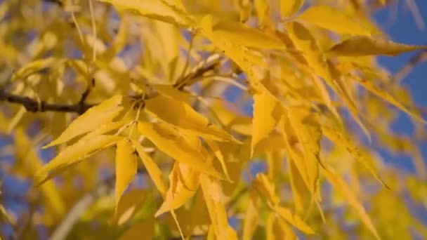 Nahaufnahme von gelben Baumblättern — Stockvideo