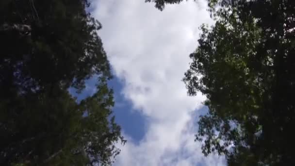 Driving Through Countryside Looking Up — Stock Video