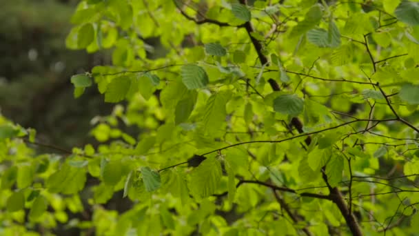 Branches feuillues se déplaçant doucement 