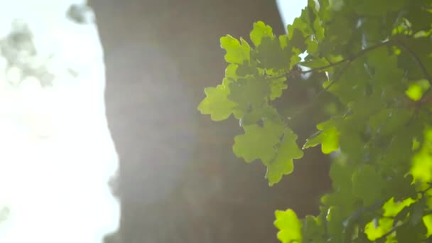 Oak Tree löv i solljus — Stockvideo