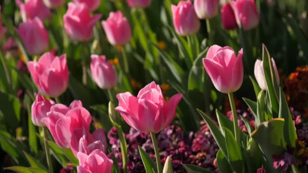 Růžové tulipány na slunci