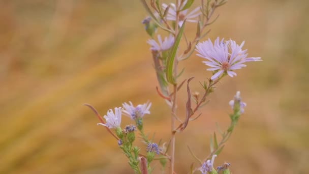 Purple Wildflower Close Up — Stock Video