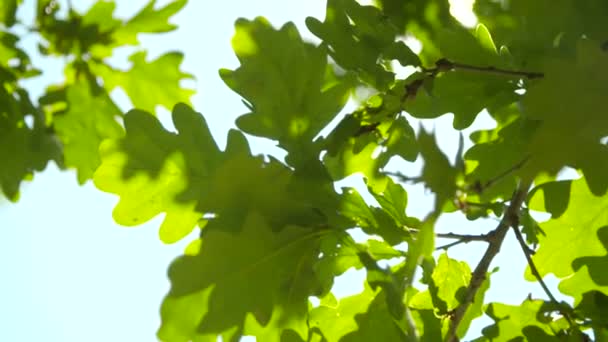 Sunlight przez listowie drzew dębu — Wideo stockowe
