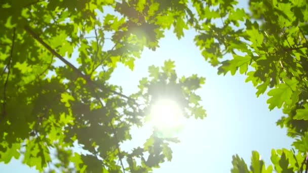 Солнечный свет сквозь листья дуба — стоковое видео