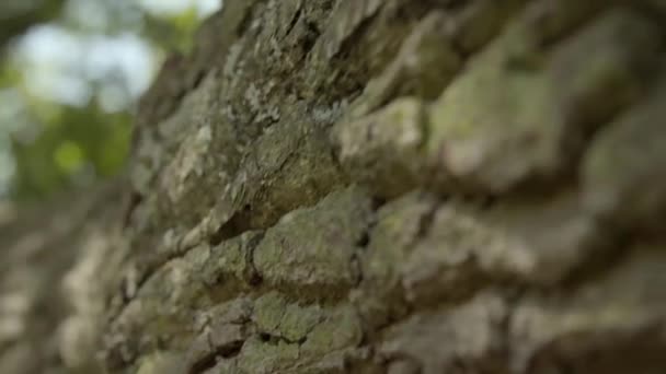 オークの木の樹皮に沿って追跡 — ストック動画