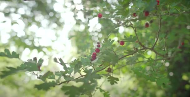 Rastreo alrededor de la rama del árbol — Vídeo de stock