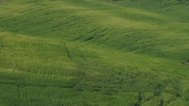 Uitzicht op groene velden in de schemering — Stockvideo