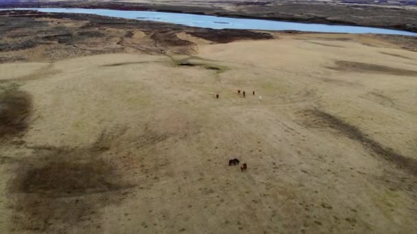 Chevaux sauvages au bord d'une rivière 