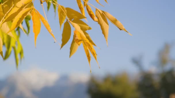 Gelbe Blätter gegen blauen Himmel — Stockvideo