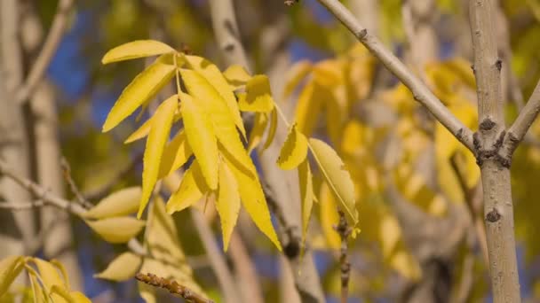 Hojas de árbol amarillo en la brisa — Vídeo de stock