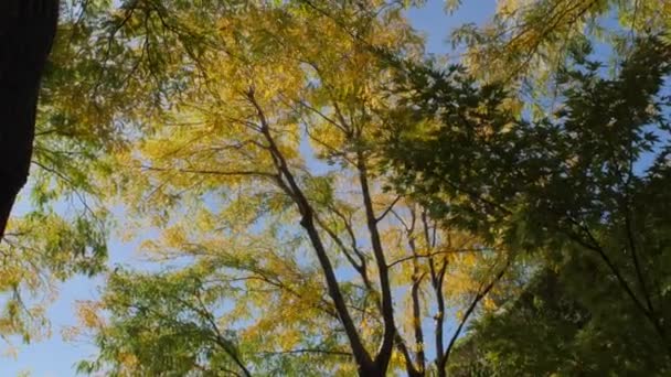Желтые и зеленые листья в солнечном свете — стоковое видео