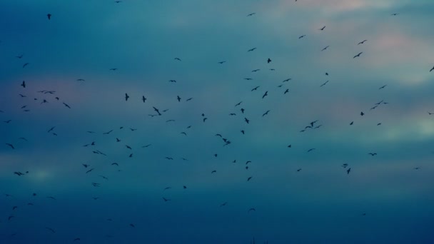 Pájaros dando vueltas en el crepúsculo — Vídeo de stock