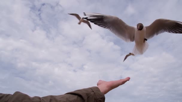 Alimentando gaivotas na praia — Vídeo de Stock