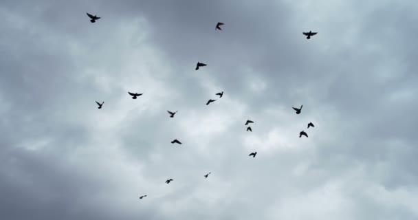 Bandada de aves en el cielo sombrío 4K — Vídeo de stock