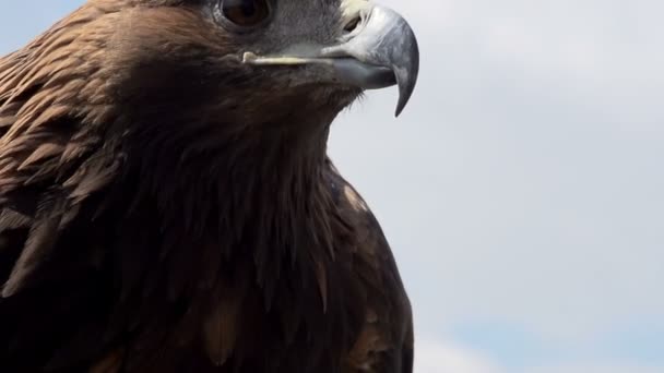Golden Eagle verspreidt zijn vleugels HD — Stockvideo
