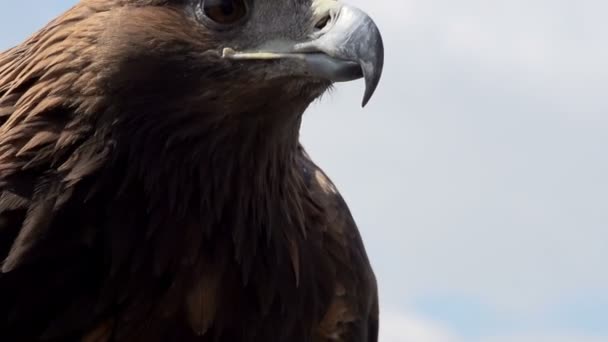 Steinadler breitet seine Flügel aus — Stockvideo