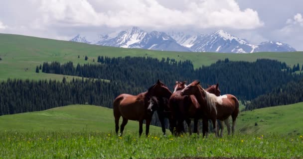 Grupo de caballos en las estribaciones 4K — Vídeos de Stock