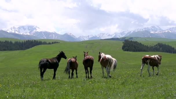 Herd Grazes in the Wild HD — Stock Video